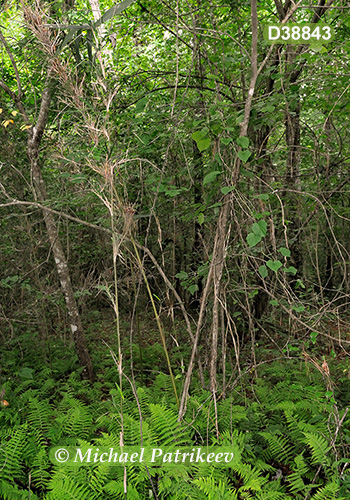 Southeastern Mixed Forests 